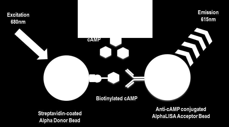 3 Analyte of Interest Cyclic adenosine 3,5 -monophosphate (camp) is an important second messenger in signal transduction pathways for many species.