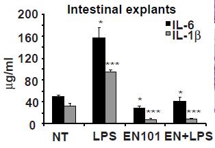 Pre-Clinical Efficacy Data BL-7040 is as Effective as Dexamethasone in Treating Established IBD BL-7040 BL-7040 + LPS