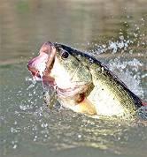 NM and Ecotoxicology Exposures of largemouth bass to fullerenes for 48