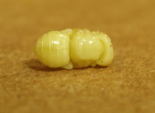 Day 9 Bee larvae begin to develop into white pupae.