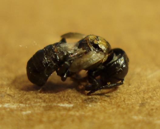 Day 14-15 Leafcutter bee pupae continue to darken in colour. Females remain significantly behind in development. Bees can move body within cell. Native leafcutter bees emerge.