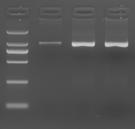 X-5. Direct PCR using various biological samples (1) Direct PCR with mouse blood spotted on an FTA card [Method] An FTA card spotted with mouse blood was cut with a 1.