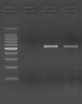 Five microliters of each reaction was used for gel electrophoresis. [Result] The target gene was well amplified from mouse blood spotted on an FTA card by direct PCR with MightyAmp DNA Polymerase Ver.