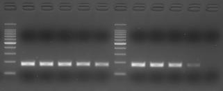 X. Experimental Examples X-1. PCR with high humic acid concentration Humic acid present in soil is known to strongly inhibit PCR reactions. MightyAmp DNA Polymerase Ver.