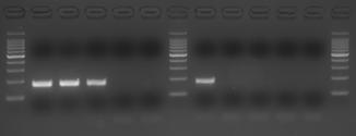 3 to amplify PCR products from crude samples containing high levels of soil components. Template: E.