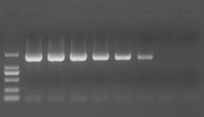 X-2. PCR with high NaCl concentration Samples containing a high concentration of salt, such as seawater (containing about 500 mm NaCl), are known to