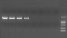 This polymerase has a remarkably high resistance to salt concentration compared to other PCR enzymes, allowing PCR product amplification from crude