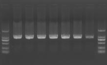 This polymerase has a remarkably high resistance to tannic acid compared to other PCR enzymes, allowing successful amplification of PCR products from