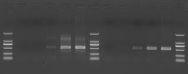 X-4. Increased PCR specificity by addition of 10X Additive for High Specificity Template: Human genomic DNA Target: APOE gene (520 bp) 10X Additive for High Specificity: without (-); with (+) PCR