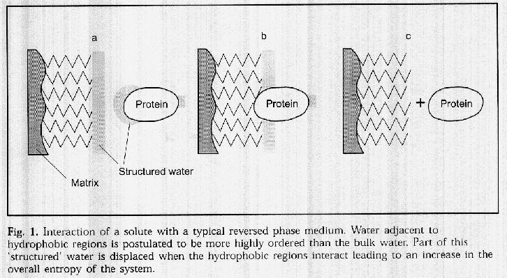 Reverse phase chromatography -like in HIC, proteins bind to matrix through hydrophobic interactions -proteins are then eluted by by linear decrease in the polarity of the buffer (increase