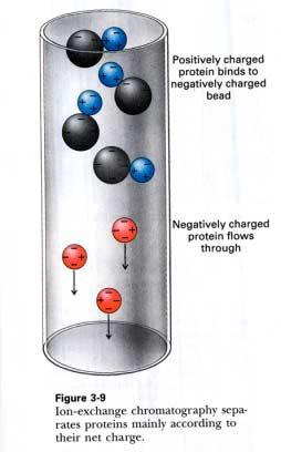 Cation-exchange (positively charged proteins interacting with negatively charged matrix).