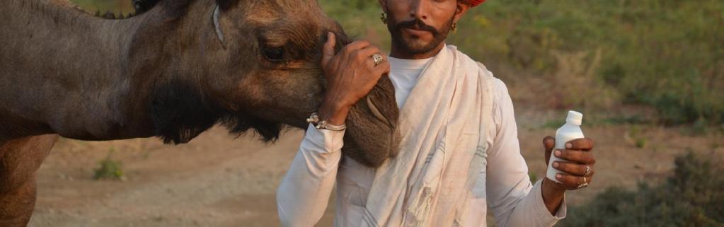 They are the guardians of the camel! www.lpps.