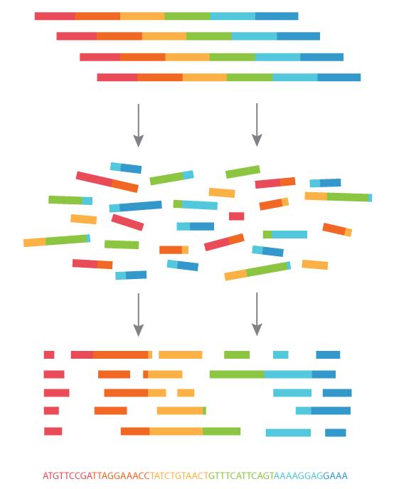 What is Next Generation Sequencing?