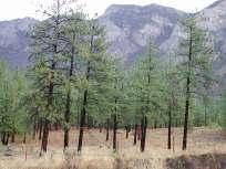 Ponderosa Pine and Grassland Zones Very dry, long hot summer,