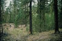 Sub-continental climate Canada s s western savannah forest Douglas-fir,
