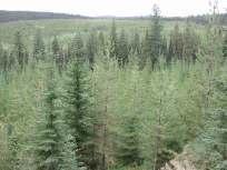 Montane Spruce Zone Long, cold, snowy winters, warm summers; relatively dry.