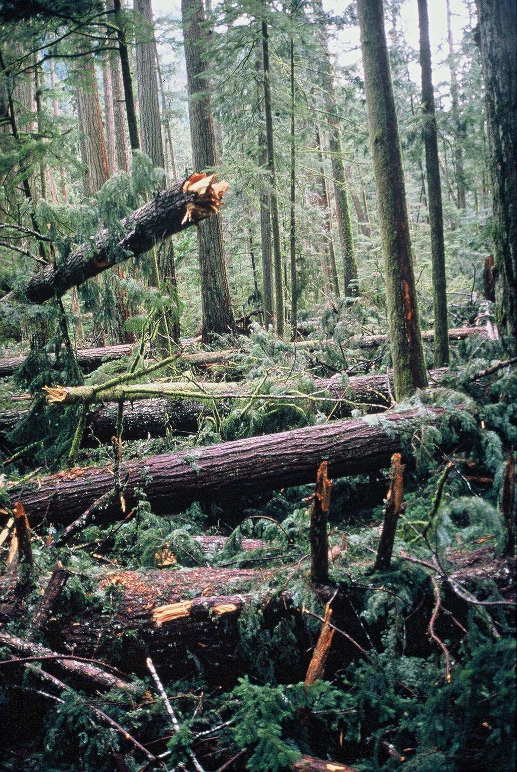 Cathedral Grove, Vancouver