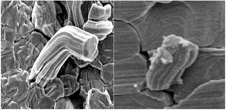 S.-J. Shin et al. / Journal of Mechanical Science and Technology 23 (2009) 2885~2890 2889 (a) Sample A (b) Sample D Fig. 10. Whisker growth along plating grains at 2,000 cycles.
