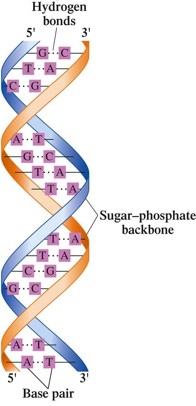 Complementary Base Pairs In DNA A = T G C