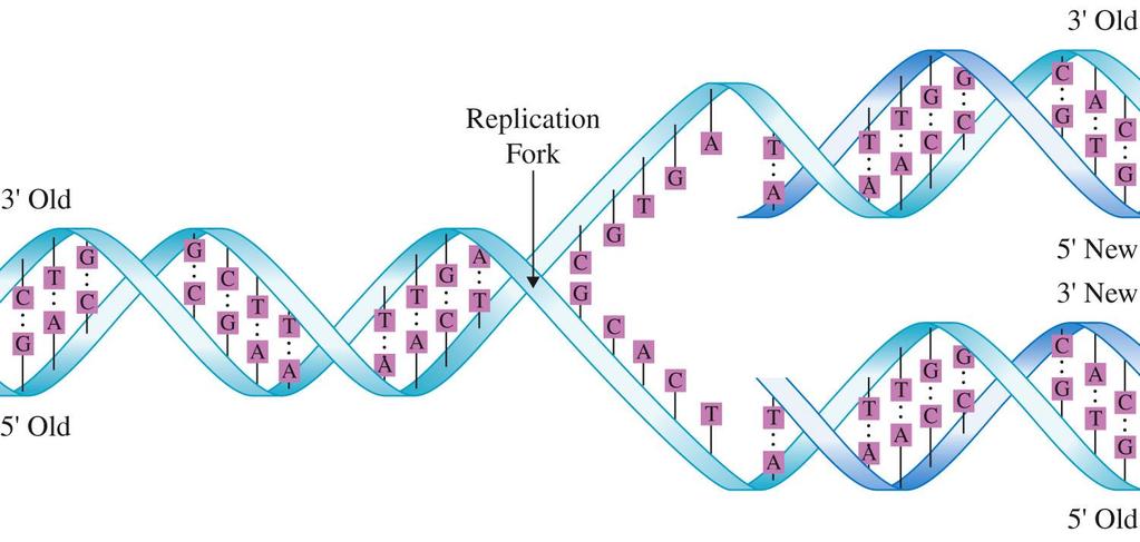 DNA Replication Stoker