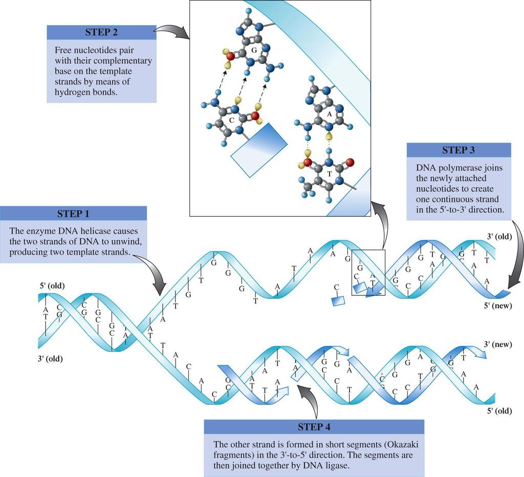Summary of DNA