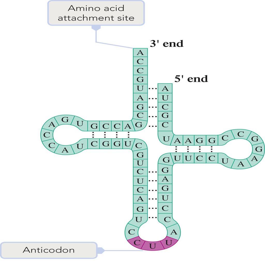Secondary Structure of RNA RNA forms only a single strand, which is the Primary structure.