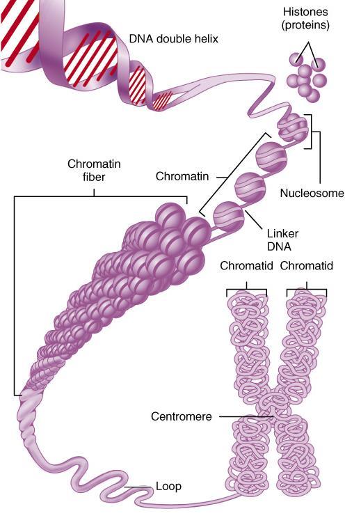 Chromosomes The DNA in the nucleus wraps around proteins Histones, joining them together into a fibre, forming Chromosomes. Chromosome mass is about 15% DNA & 85% proteins.