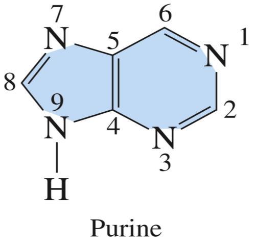 mono-cyclic base with a ring of 6 atoms (4C + 2N)