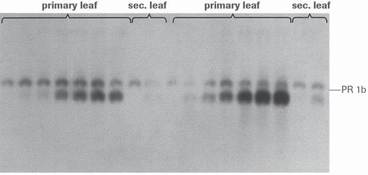 A study of unique transcript accumulation during senescence of barley leaves required screening many samples (primary and secondary leaves of different cultivars).