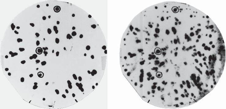 High Volume Screening Applications for DIG-labeled Probes Use of DIG-labeled Probes for Colony and Plaque Hybridization 6.1.