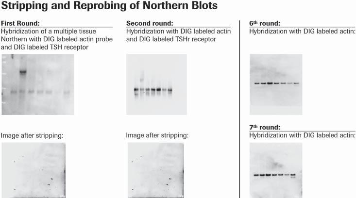 Stripping and Reprobing the Membrane 2 Figure 8. Stripping Alkali-labile DIG-labeled Probes from a Northern Blot for Multiple Reprobing Experiments.