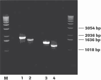 Techniques for DIG Labeling of Hybridization Probes PCR Labeling of DNA Probes 2.