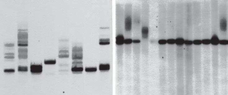 Techniques for DIG Labeling of Hybridization Probes PCR Labeling of DNA Probes 2.2.4 A Typical Results with DIG-labeled Probes Generated by PCR B Figure 12.