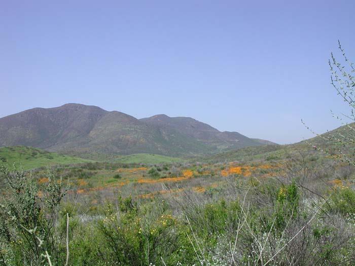 Invasive Species and Restoration of California Grasslands and Shrublands Edith
