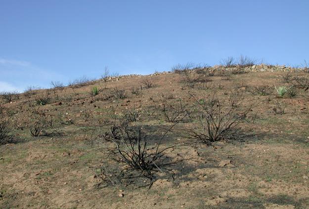 Seedbank of exotic grassland, native shrubland with grass understory, and adjacent burned and unburned sites after the