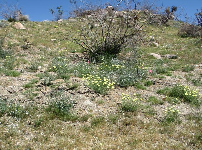 Fusilade (grass-specific herbicide) treatment in burned creosote-bush scrub to control exotic grasses.