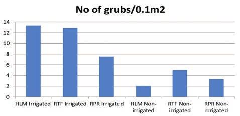 Were there more grubs in the irrigated HLM than the other plots? 2. Was there the same number of grubs in all of the plots, but did the animal prefer digging in the irrigated HLM plots?