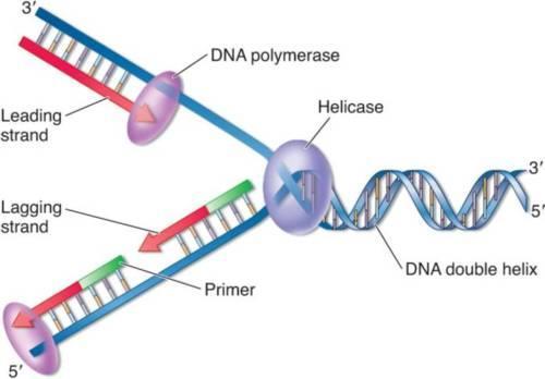 12. Enzymes Involved in Replication a. An enzyme,, unzips DNA b. An enzyme, adds new nucleotides. 13. Leading and Lagging Strand a.