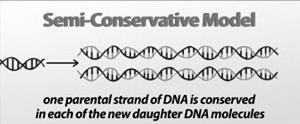 What determines the traits of an organism? DNA has the code to synthesize enzymes from what? 14. Semiconservative Model of Replication a. The new DNA consists of 1 (original) and 1 strand of DNA b.