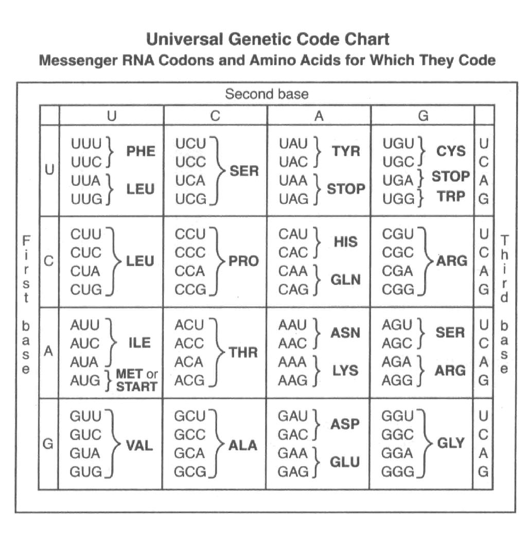 Purpose Students will learn how a protein is synthesized using DNA and RNA. Procedure 1. Use the Universal Genetic Code Chart to fill in the blanks on the next page. 2.