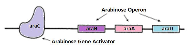 LacZ operon consists of the 3 genes, arab, araa and