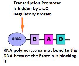 The Ara regulatory sequences are upstream (they precede the 5 end) of the arab gene.