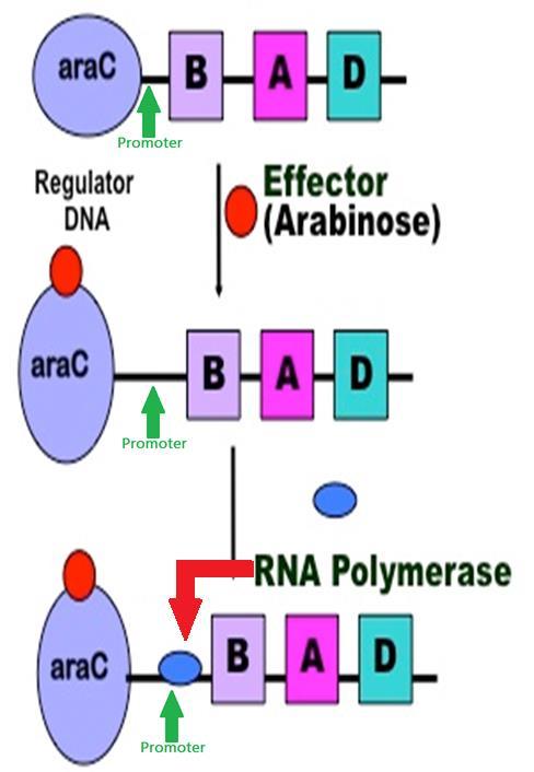 Just upstream from the promoter lies the binding site for the arabinose gene activator, arac.