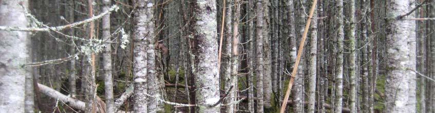 fir) with some hardwoods (poplar, birch, aspen) mixed in.