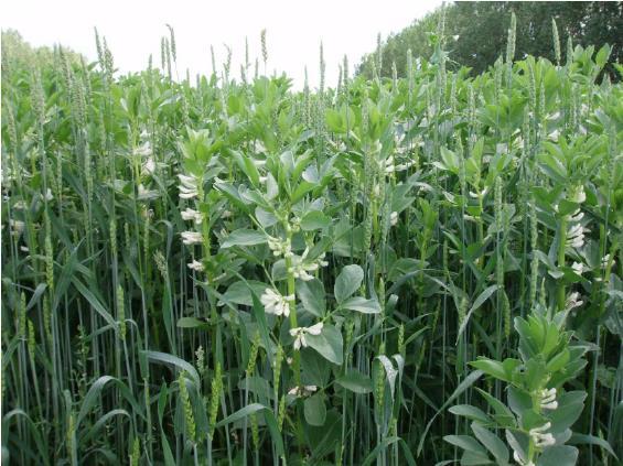 3. 4. Intercropping Example for successful intercropping system:: The cultivation of half-leafless grain peas and barley as a mixed crop.