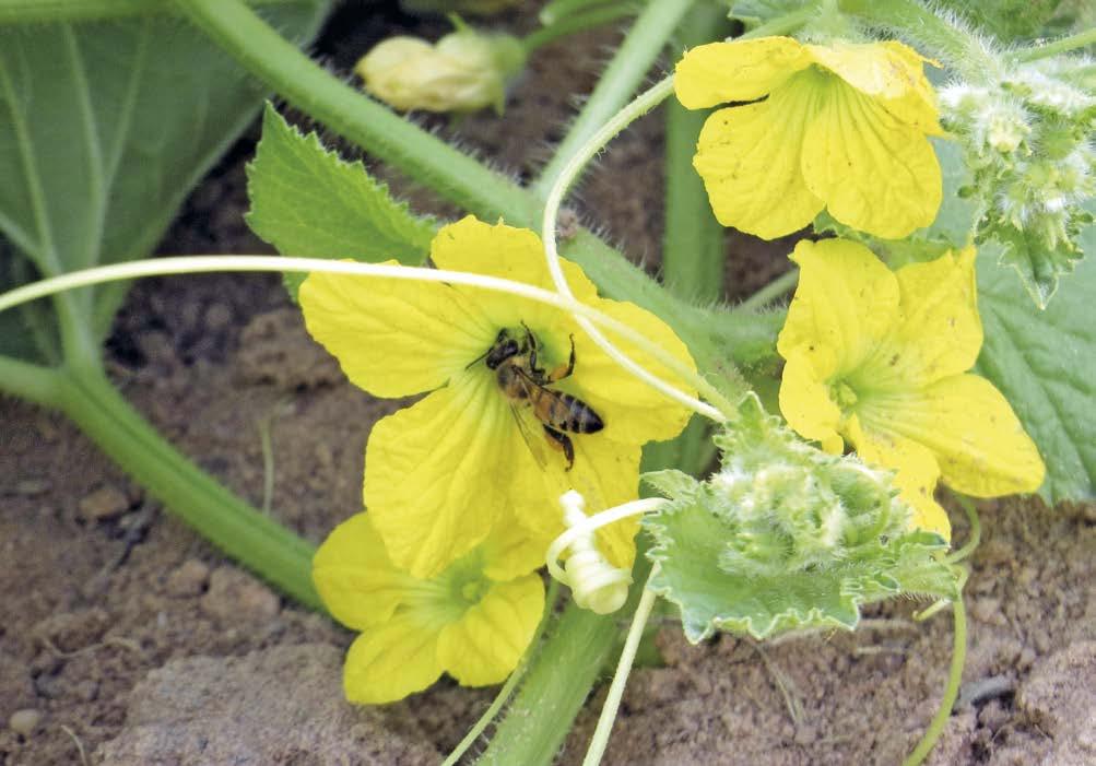 Melon crops are pollinated by honey bees and other pollinators. Some varieties are totally dependent on insects to pollinate them.