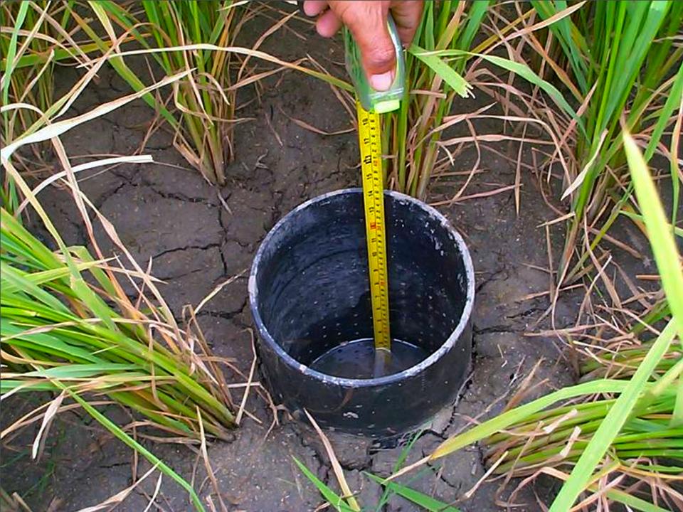 At present, AWD is widely accepted as the most promising practice for reducing GHG emissions from irrigated rice for its large methane reductions and multiple benefits.