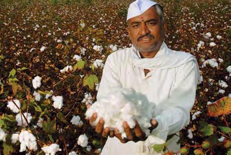 Vishwanath Gore, Indian cotton farmer. Gore uses Monsanto s first-generation Bollgard insect-protected technology to protect the yield potential of his cotton crop.