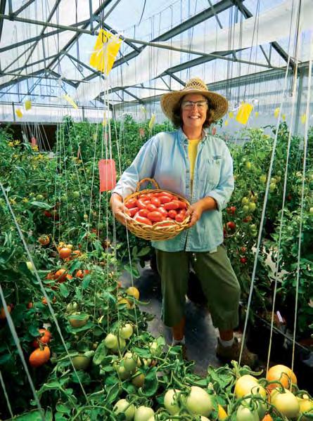 Dave Sheppard, U.S. tomato grower. Sheppard plants more than 60 acres of tomatoes each year and sells his harvest to local grocery stores and at roadside stands.