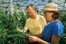 Jaap Hoogstraten and Elaine Graham examine the characteristics of tomatoes at Seminis research facility in California.
